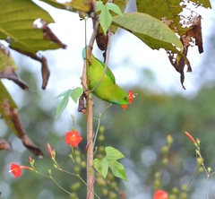 Vernal Hanging-Parrot photo 4