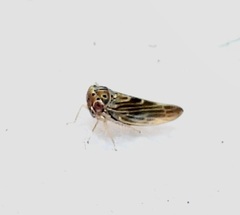 Agalliina