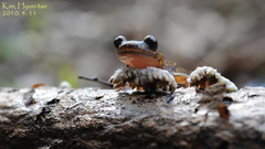 Onychodactylus koreanus