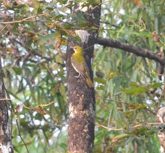 Pycnonotus xantholaemus