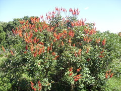 Erythrina humeana