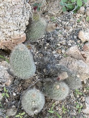 Echinocereus sciurus