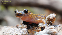 Onychodactylus koreanus