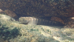 Stiphodon multisquamus