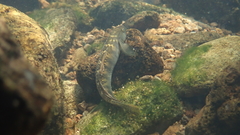 Stiphodon multisquamus