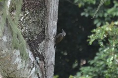 Chloropicus xantholophus