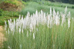 Saccharum spontaneum