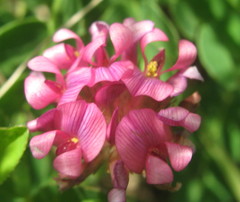 Trifolium burchellianum