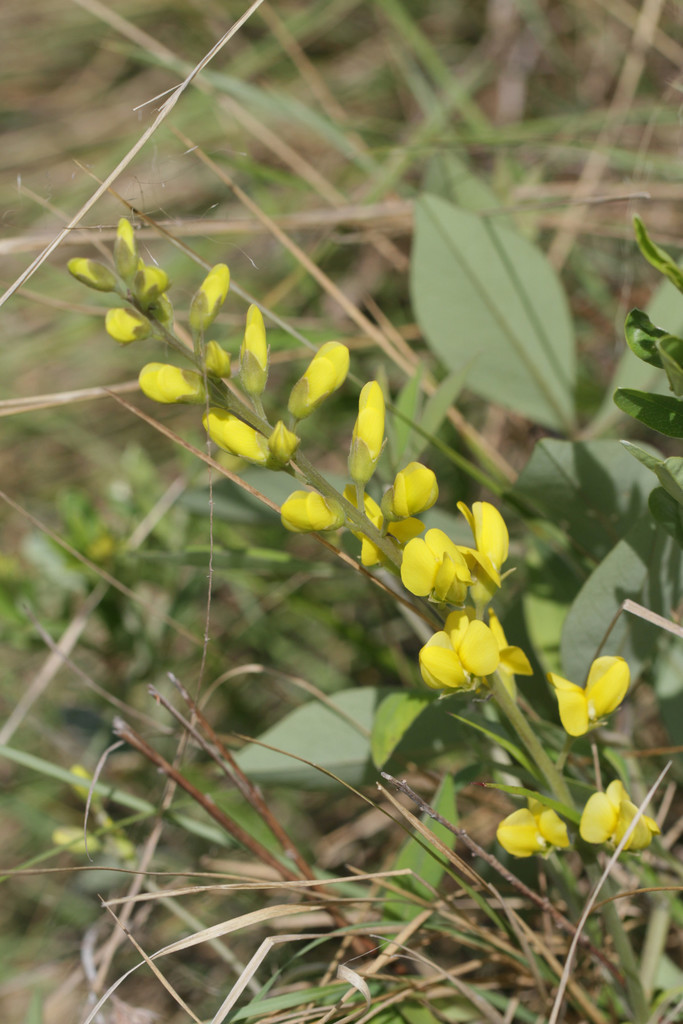 grayhairy wild indigo