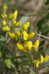 Baptisia cinerea