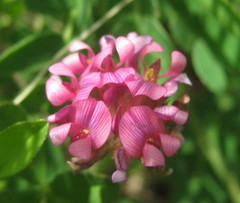 Trifolium burchellianum