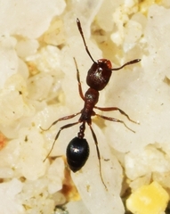 Monomorium subopacum