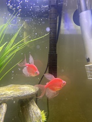 Gymnocorymbus ternetzi