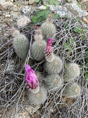 Echinocereus sciurus