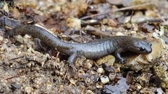Hynobius leechii