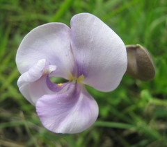 Vigna vexillata angustifolia