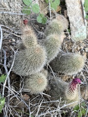 Echinocereus sciurus