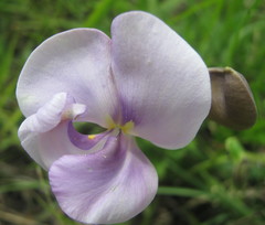 Vigna vexillata angustifolia