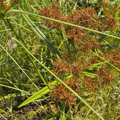 Cyperus distans