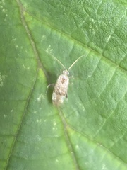 Compsidolon salicellum