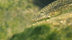 Liniparhomaloptera disparis