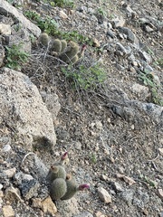 Echinocereus sciurus