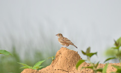 Mirafra erythroptera