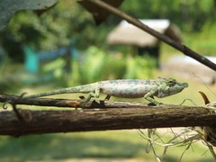 Calumma nasutum