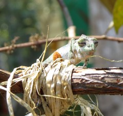 Calumma nasutum