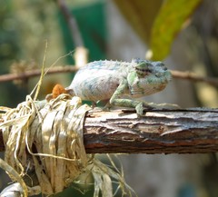 Calumma nasutum