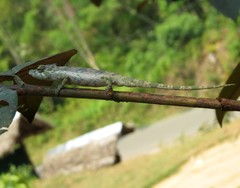 Calumma nasutum