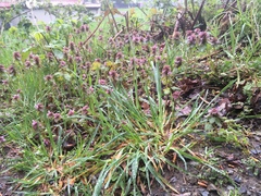 Lamium purpureum purpureum