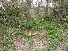 Veltheimia bracteata