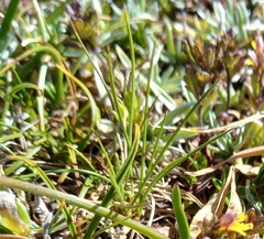 Agrostis rupestris