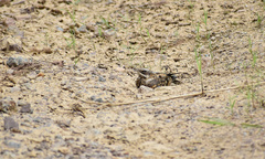 Caprimulgus asiaticus