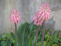 Veltheimia bracteata