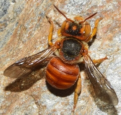 Icteranthidium ferrugineum