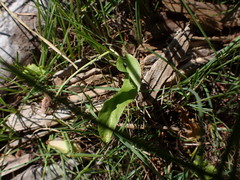 Ophioglossum pusillum