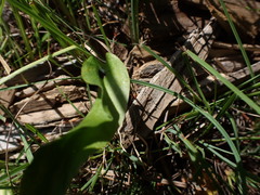 Ophioglossum pusillum