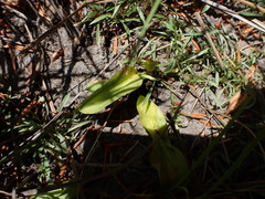 Ophioglossum pusillum