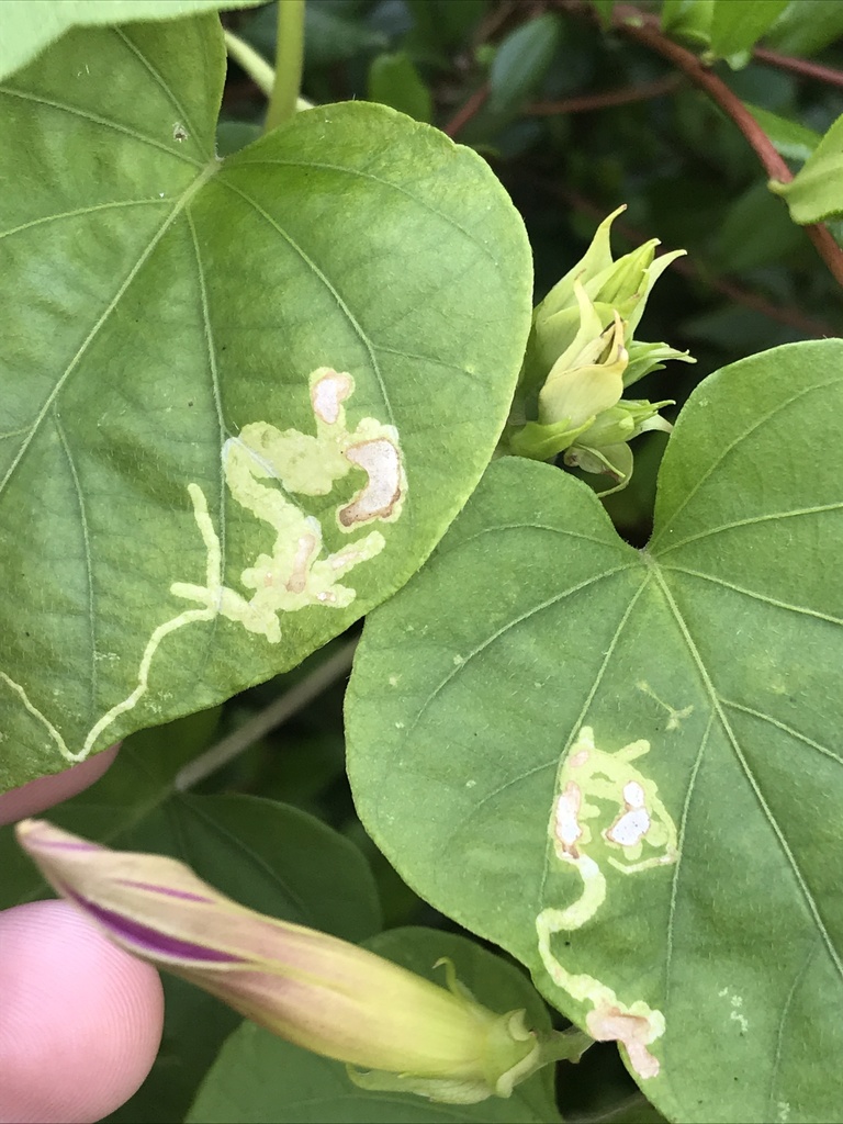 Calycomyza ipomaeae