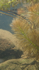 Myriophyllum aquaticum