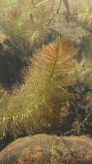 Myriophyllum aquaticum