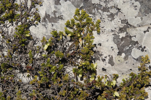 Image of Gooseberry Heath (Erica halicacaba) by (c) Tony Rebelo, some rights reserved (CC BY-SA)