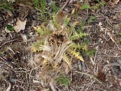 Cirsium drummondii