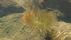 Myriophyllum aquaticum