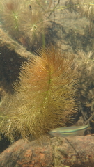Myriophyllum aquaticum