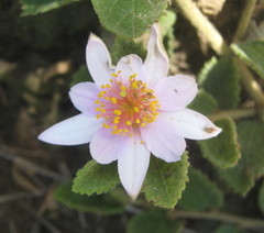 Grewia hispida