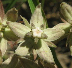 Asclepias brevicuspis