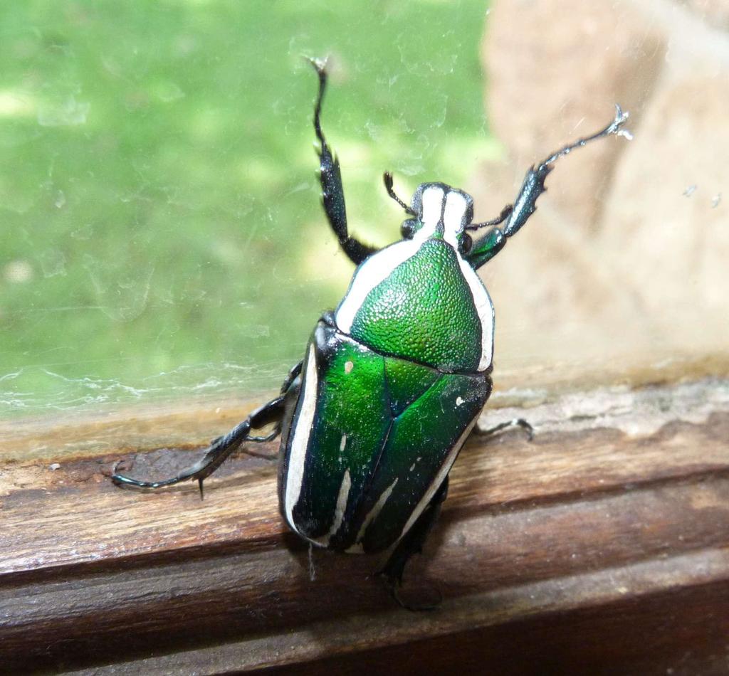 Giant Emerald Fruit Chafer From Groenkloof, Pretoria On January 6, 2013 